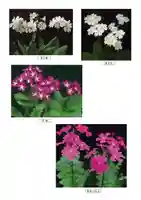 前原御嶽神社(千葉県)