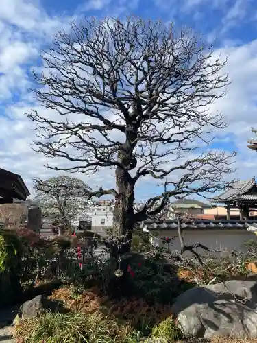 妙蓮寺の{uncategorized: "未分類", other: "その他", undefined: "問題あり", building: "その他建物", grave: "お墓", sacred_gate: "鳥居", guardian: "狛犬", statue: "像", buddha: "仏像", history: "歴史", nature: "自然", garden: "庭園", animal: "動物", pagoda: "塔", temizu: "手水舎", mountain_gate: "山門・神門", sanctuary: "本殿・本堂", subordinate: "末社・摂社", art: "芸術", scenery: "景色", jizo: "地蔵", ema: "絵馬", goshuin: "御朱印", omikuji: "おみくじ", items: "授与品その他", amulet: "お守り", goshuincho: "御朱印帳", eats: "食事", festival: "お祭り", votive_dance: "神楽", shichigosan: "七五三参", wedding: "結婚式", experience: "体験その他", initially: "初詣", around: "周辺", anti_infection: "感染症対策"}