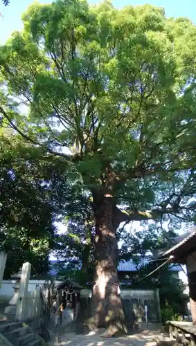 畑山神社の自然