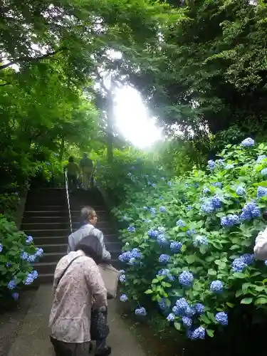 明月院の庭園