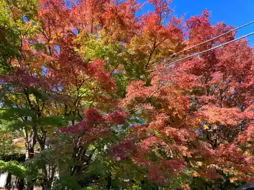 大山阿夫利神社の自然