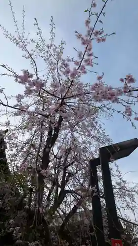 桜神宮(東京都)