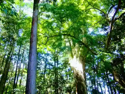 胎安神社の自然