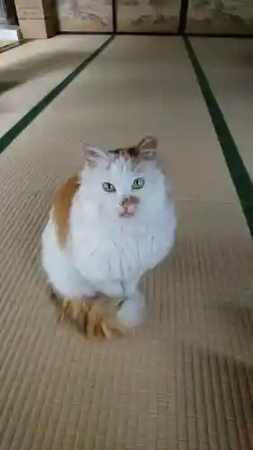 阿邪訶根神社の動物
