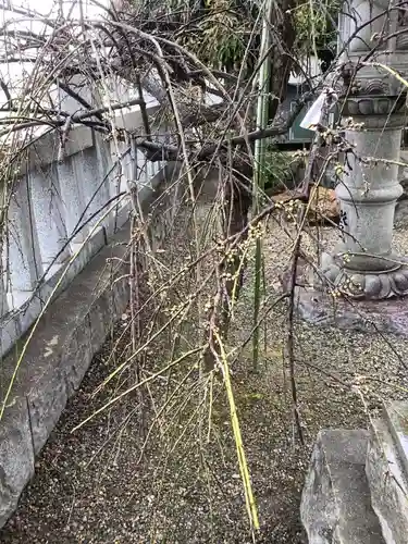 住吉神社（下津住吉町）の自然