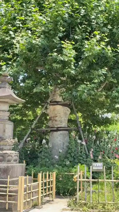 瀧泉寺(目黒不動尊)(東京都)