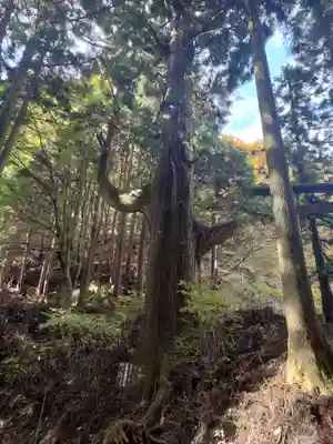 武蔵御嶽神社奥の院の自然