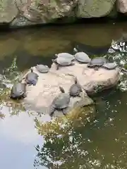 楽法寺（雨引観音）の動物