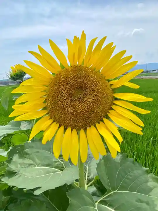 玉田神社の自然