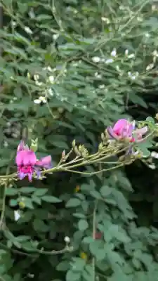 梨木神社(京都府)