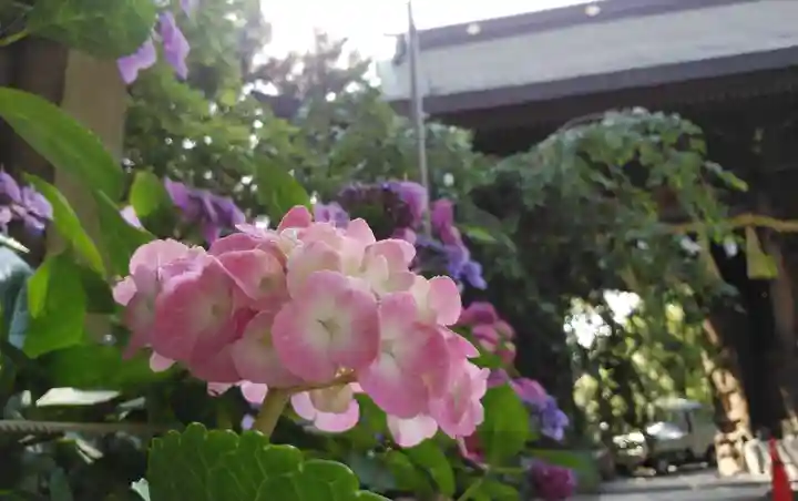 小倉祇園八坂神社の自然