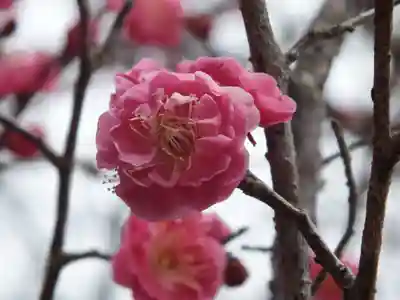 祝田神社の自然