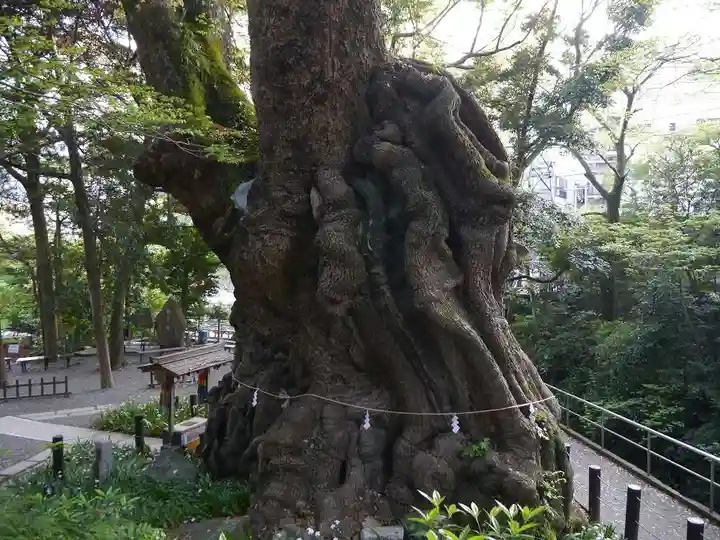 來宮神社の自然