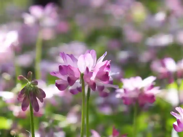 三大神社のその他建物