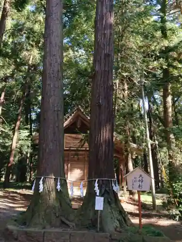 間々田八幡宮の自然