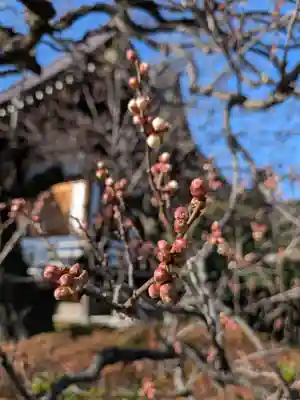 福蔵院(東京都)