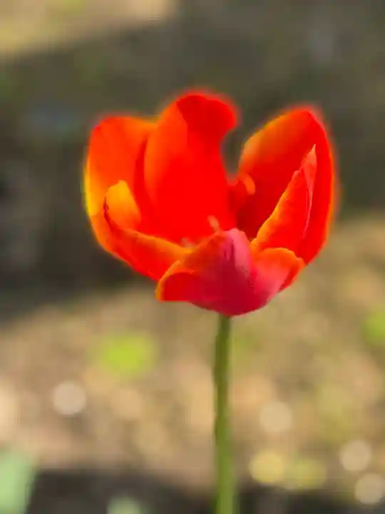 西方山極楽寺(岐阜県)