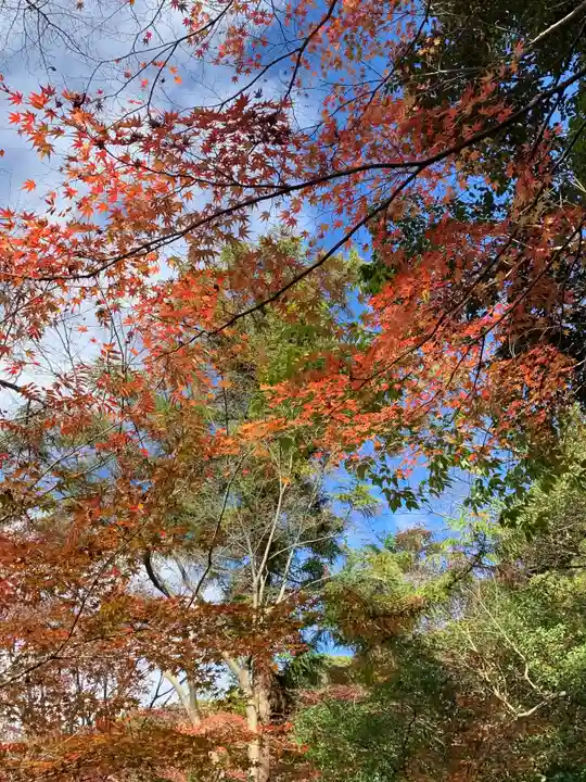犬山寂光院の自然