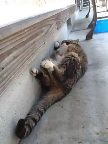 御誕生寺（猫寺）(福井県)