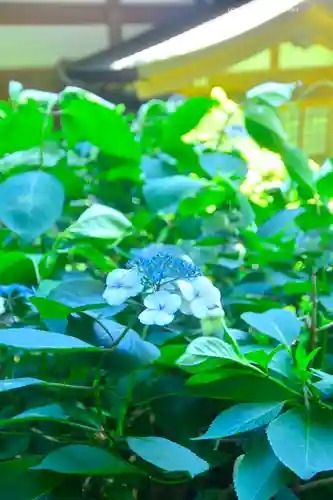 高幡不動尊　金剛寺(東京都)