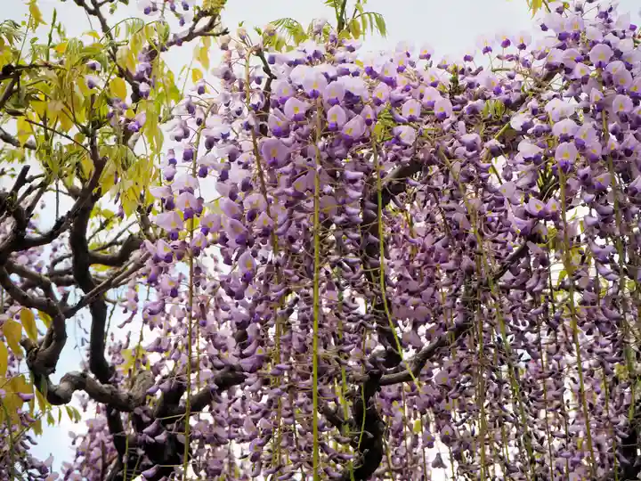 春日大社の自然