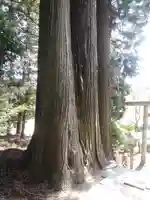 鹿島大神宮の自然