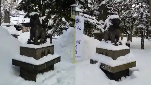 新琴似神社の狛犬