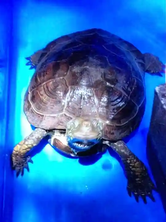 下谷神社(東京都)