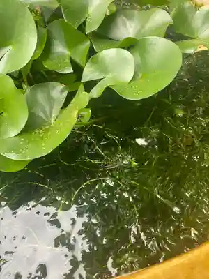 阿佐ヶ谷神明宮(東京都)