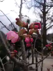 賀羅加波神社の自然