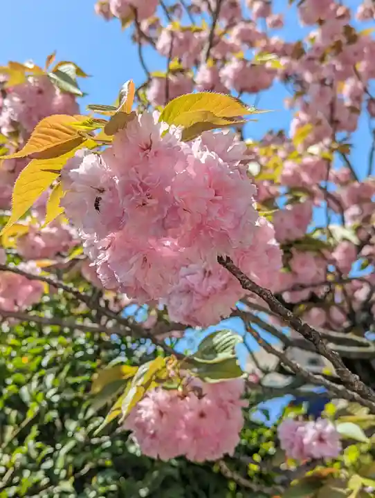 西院春日神社(京都府)