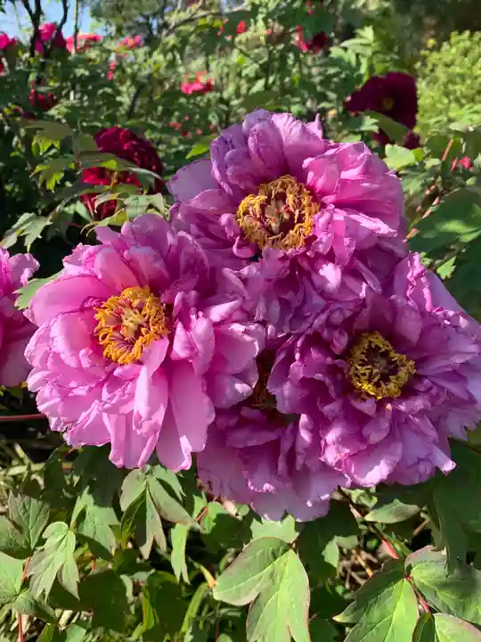 龍真寺(群馬県)