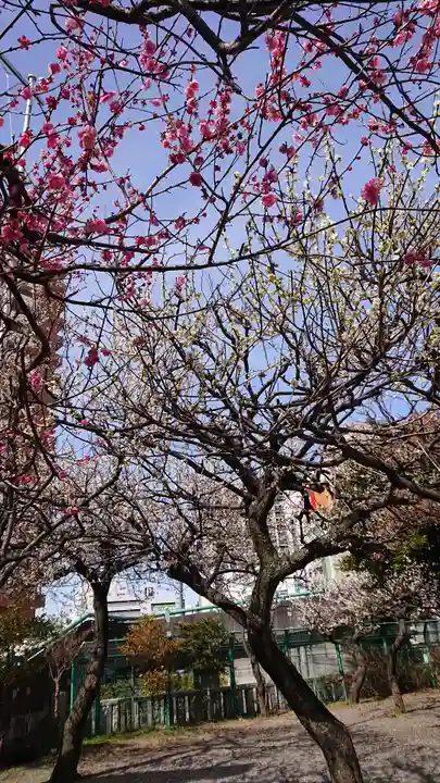 町田天満宮の自然