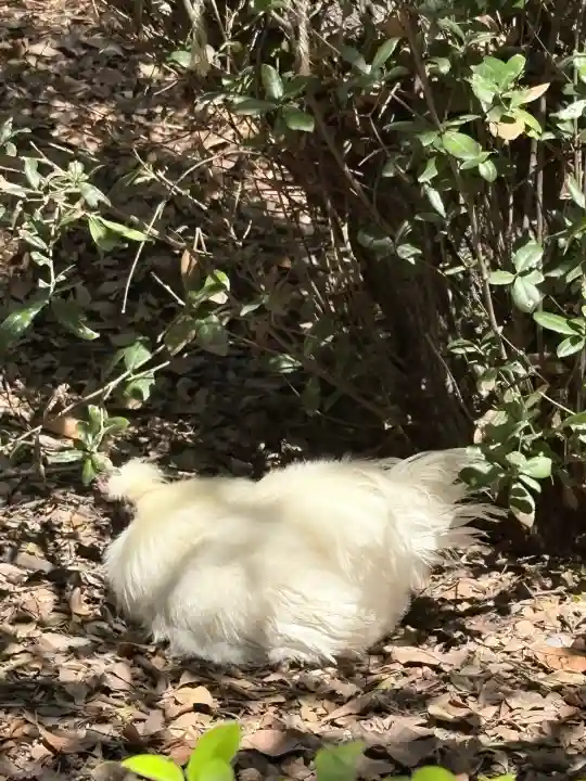 熱田神宮の{uncategorized: "未分類", other: "その他", undefined: "問題あり", building: "その他建物", grave: "お墓", sacred_gate: "鳥居", guardian: "狛犬", statue: "像", buddha: "仏像", history: "歴史", nature: "自然", garden: "庭園", animal: "動物", pagoda: "塔", temizu: "手水舎", mountain_gate: "山門・神門", sanctuary: "本殿・本堂", subordinate: "末社・摂社", art: "芸術", scenery: "景色", jizo: "地蔵", ema: "絵馬", goshuin: "御朱印", omikuji: "おみくじ", items: "授与品その他", amulet: "お守り", goshuincho: "御朱印帳", eats: "食事", festival: "お祭り", votive_dance: "神楽", shichigosan: "七五三参", wedding: "結婚式", experience: "体験その他", initially: "初詣", around: "周辺", anti_infection: "感染症対策"}