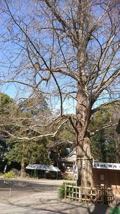 大宮八幡宮の自然