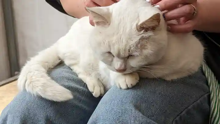 梅宮大社(京都府)