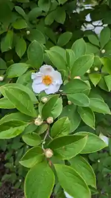 海印寺寂照院の自然
