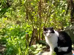 清水寺の動物