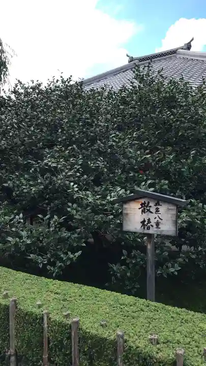 地蔵院(椿寺)(京都府)