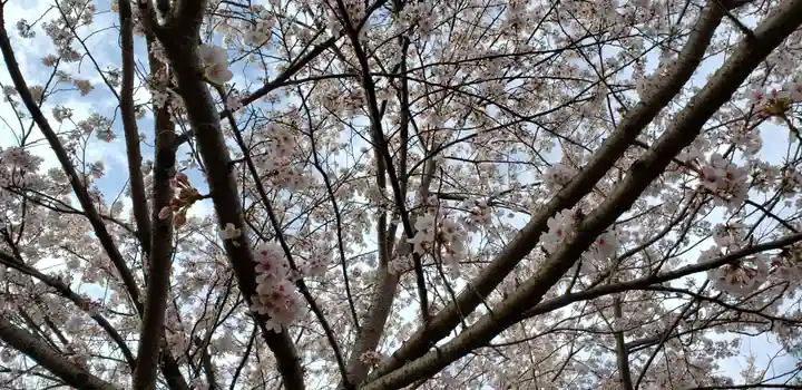 新倉富士浅間神社の自然