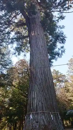 村檜神社の自然