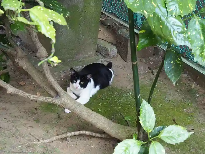 浅間神社の動物