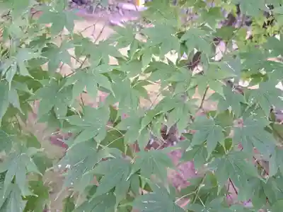 鹿王院(京都府)