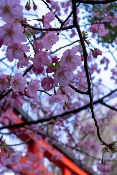 平野神社(京都府)