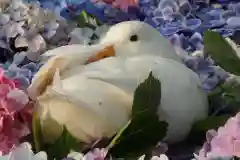 楽法寺（雨引観音）の動物