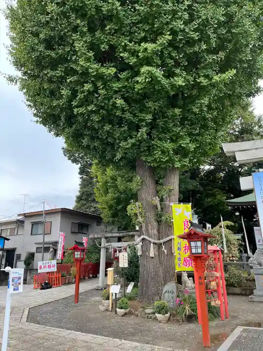川越八幡宮(埼玉県)