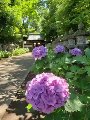 妙法寺(東京都)