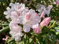 普門寺(切り絵御朱印発祥の寺)の自然