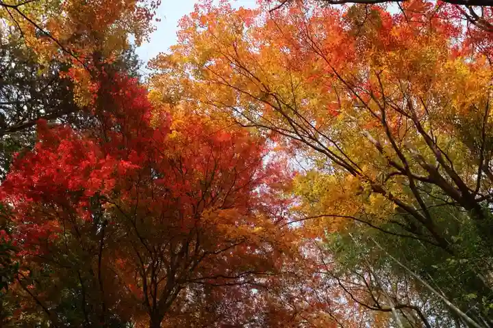 愛宕神社の自然