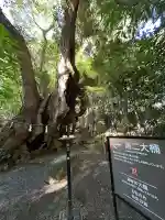 來宮神社の{uncategorized: "未分類", other: "その他", undefined: "問題あり", building: "その他建物", grave: "お墓", sacred_gate: "鳥居", guardian: "狛犬", statue: "像", buddha: "仏像", history: "歴史", nature: "自然", garden: "庭園", animal: "動物", pagoda: "塔", temizu: "手水舎", mountain_gate: "山門・神門", sanctuary: "本殿・本堂", subordinate: "末社・摂社", art: "芸術", scenery: "景色", jizo: "地蔵", ema: "絵馬", goshuin: "御朱印", omikuji: "おみくじ", items: "授与品その他", amulet: "お守り", goshuincho: "御朱印帳", eats: "食事", festival: "お祭り", votive_dance: "神楽", shichigosan: "七五三参", wedding: "結婚式", experience: "体験その他", initially: "初詣", around: "周辺", anti_infection: "感染症対策"}